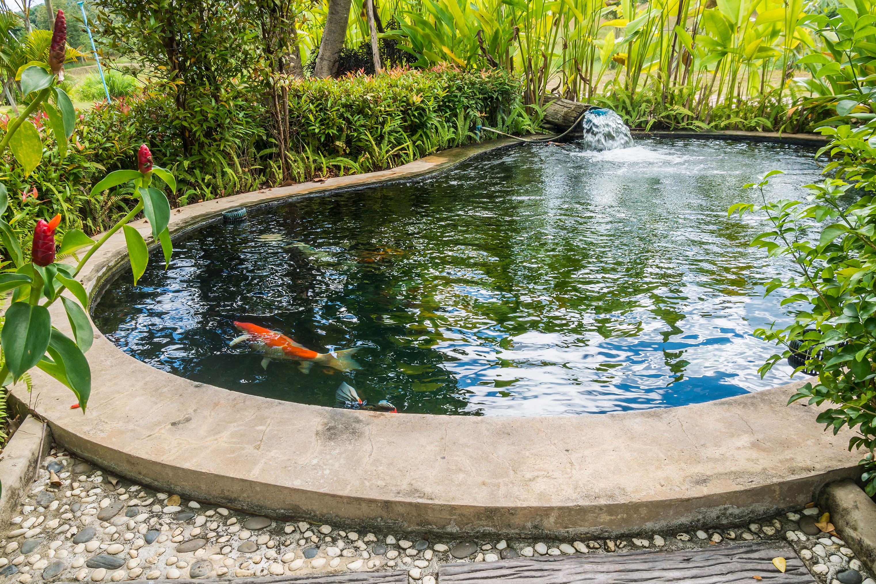 10 Desain Kolam Ikan Minimalis, Rumah Terasa Lebih Hidup!