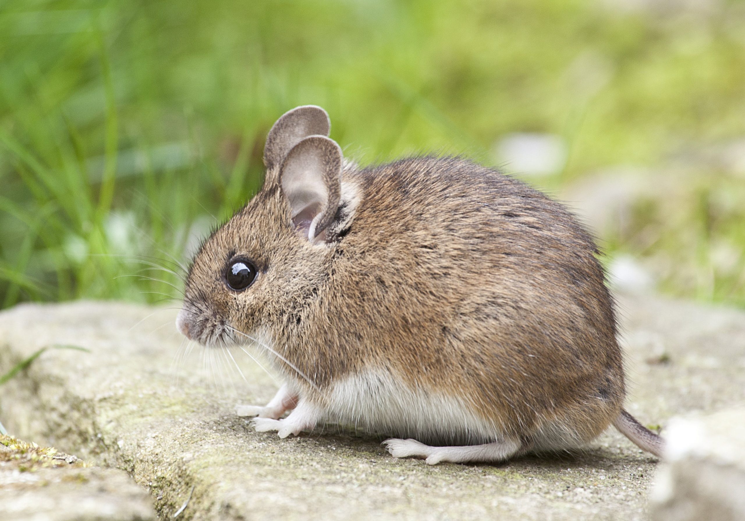 14 Cara Mengusir Tikus di Rumah Dengan Bahan Alami, Terbukti Ampuh!