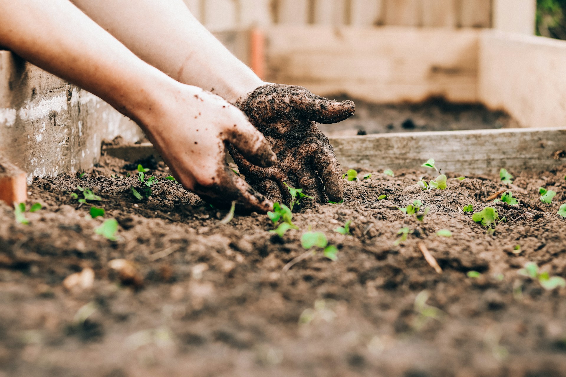 7 Ide Kreatif Kebun Sayur Mini di Halaman Rumah